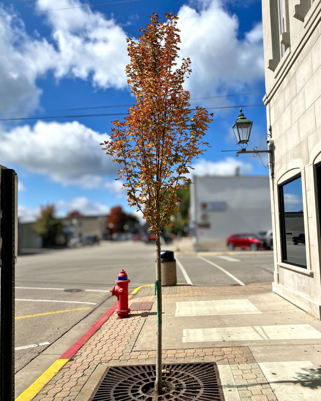 Armstrong Gold® Red Maple planted on a city parkway in front of a restaurant in a sidewalk cutout.